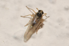 Laodelphax striatella