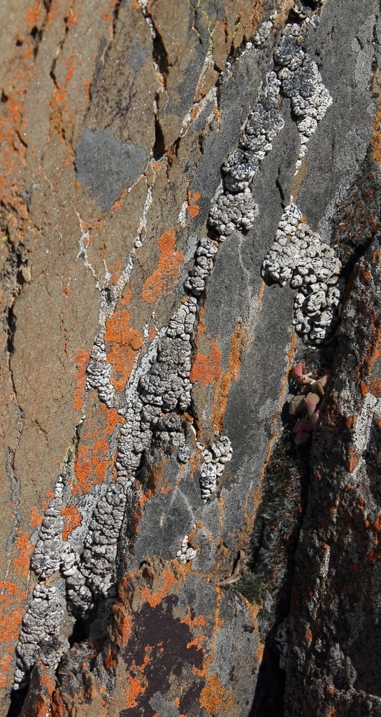 Ample Bruise Lichen