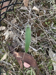 Caladenia xanthochila