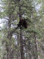 Chrysomyxa arctostaphyli