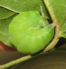 Charaxes candiope