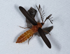 Pterotus obscuripennis
