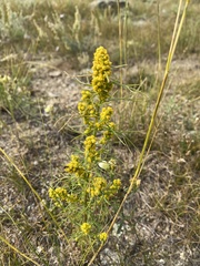 Artemisia palustris