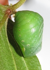 Charaxes candiope