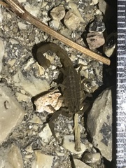 Compsobuthus schmiedeknechti