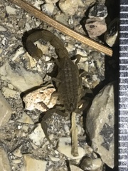 Compsobuthus schmiedeknechti