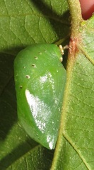 Charaxes candiope