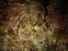 Scyllarus arctus