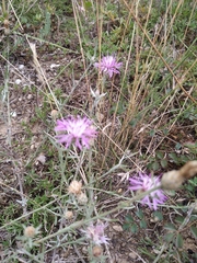Centaurea caprina