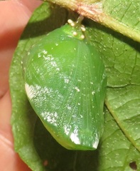 Charaxes candiope