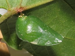 Charaxes candiope