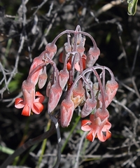 Cotyledon orbiculata orbiculata