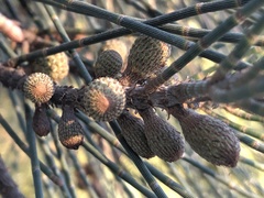 Casuarina obesa