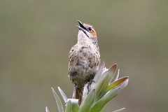 Sphenoeacus afer afer