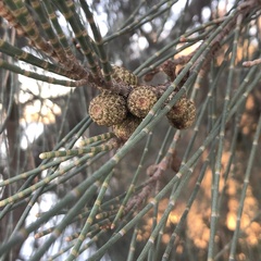 Casuarina obesa