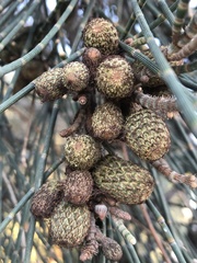 Casuarina obesa
