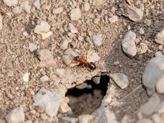 Formica subpolita
