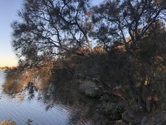 Casuarina obesa