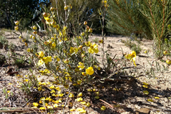 Hibbertia virgata