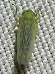 Macrosteles quadrilineatus