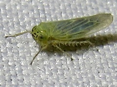 Macrosteles quadrilineatus