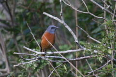 Monticola rupestris