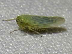 Macrosteles quadrilineatus