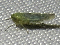 Macrosteles quadrilineatus