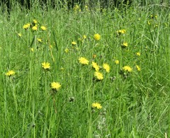 Pilosella prussica