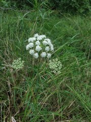 Kadenia dubia