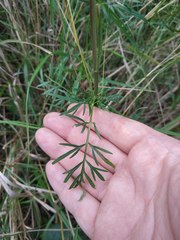 Kadenia dubia