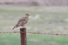 Galerida magnirostris magnirostris