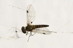 Chrysopilus splendidus