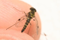 Chrysopilus splendidus