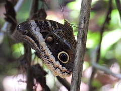 Caligo uranus
