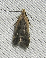 Dichomeris costarufoella