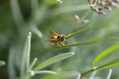Polistes dominula
