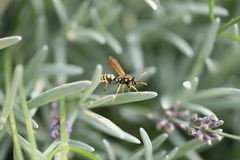 Polistes dominula