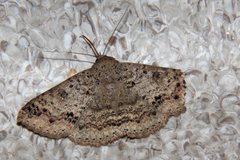 Ericeia sobria