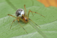 Theridion zonulatum
