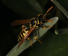 Polistes dominula