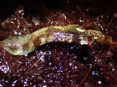 Paraclinus integripinnis