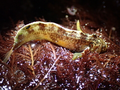Paraclinus integripinnis