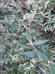 Acrotriche divaricata