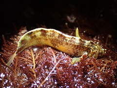 Paraclinus integripinnis