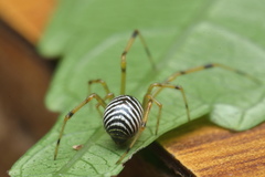Theridion zonulatum