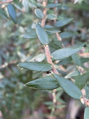 Acrotriche divaricata