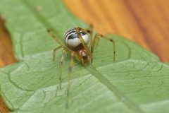 Theridion zonulatum