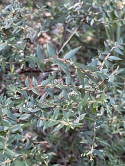 Acrotriche divaricata