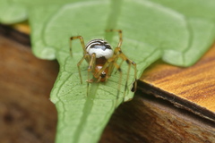 Theridion zonulatum